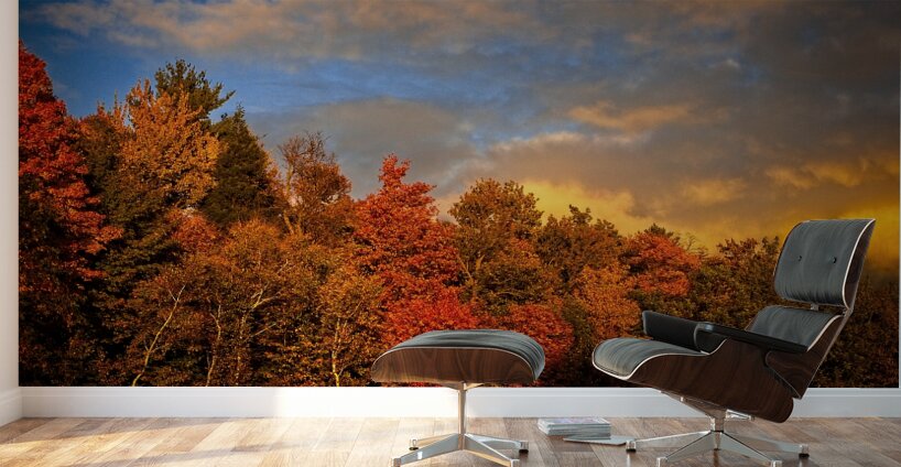 Golden Hour in the Treetops Wall Murals