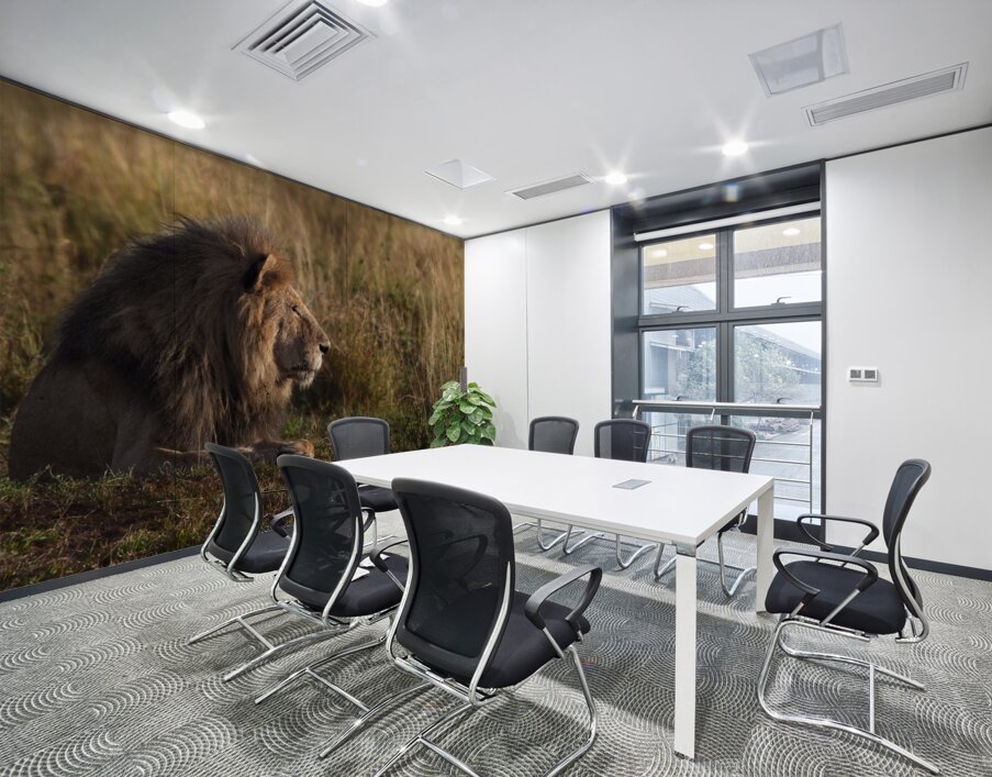 Lion in Evening Light Wall Printing