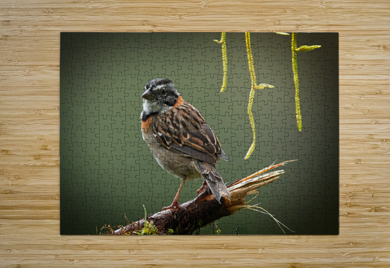 Perched in the Green Mist Chirag Pandya Puzzle printing