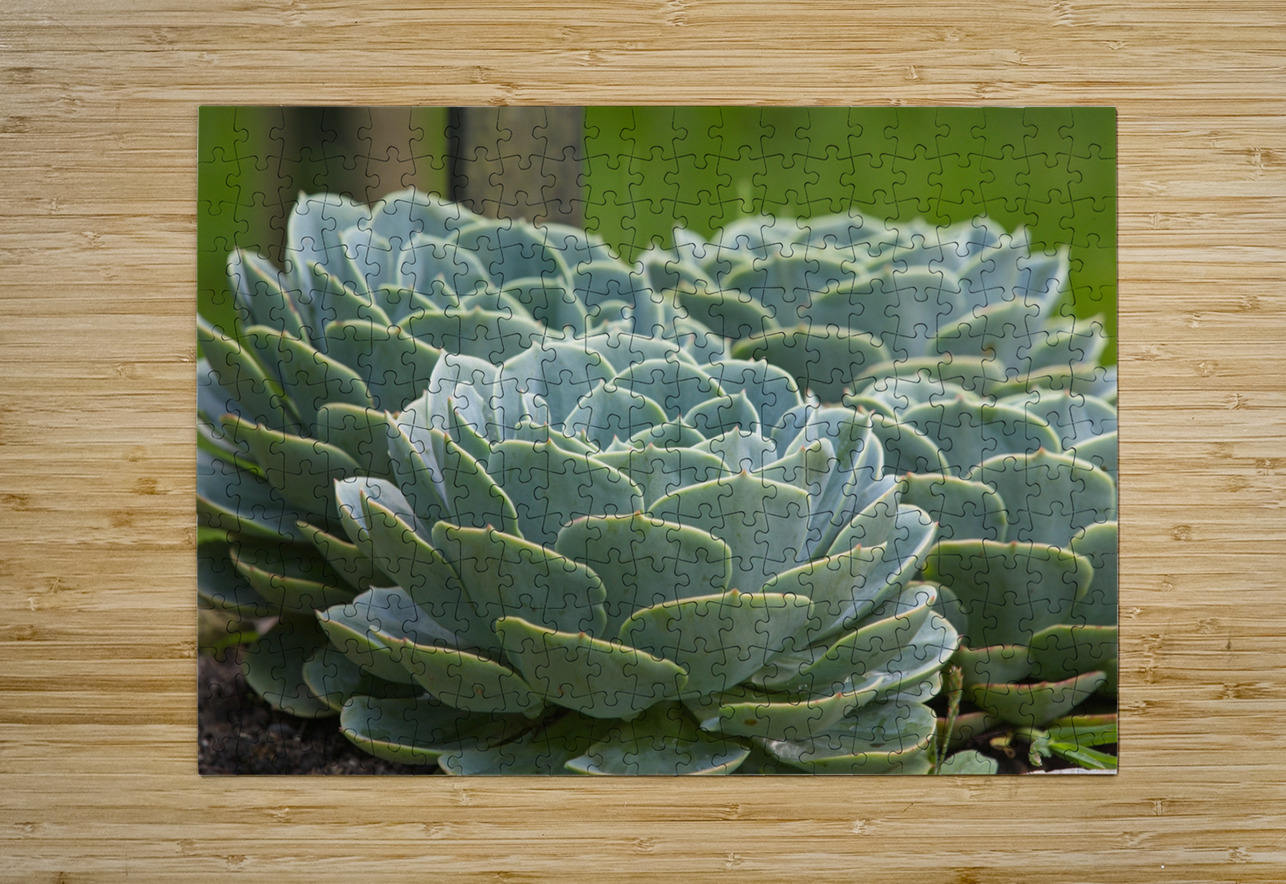 Succulent Rosettes Chirag Pandya Puzzle printing