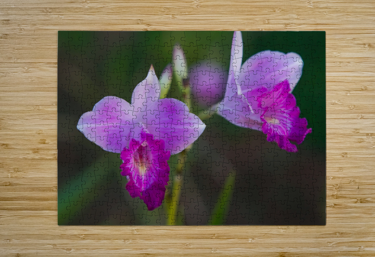 Purple Orchid Pair Chirag Pandya Puzzle printing