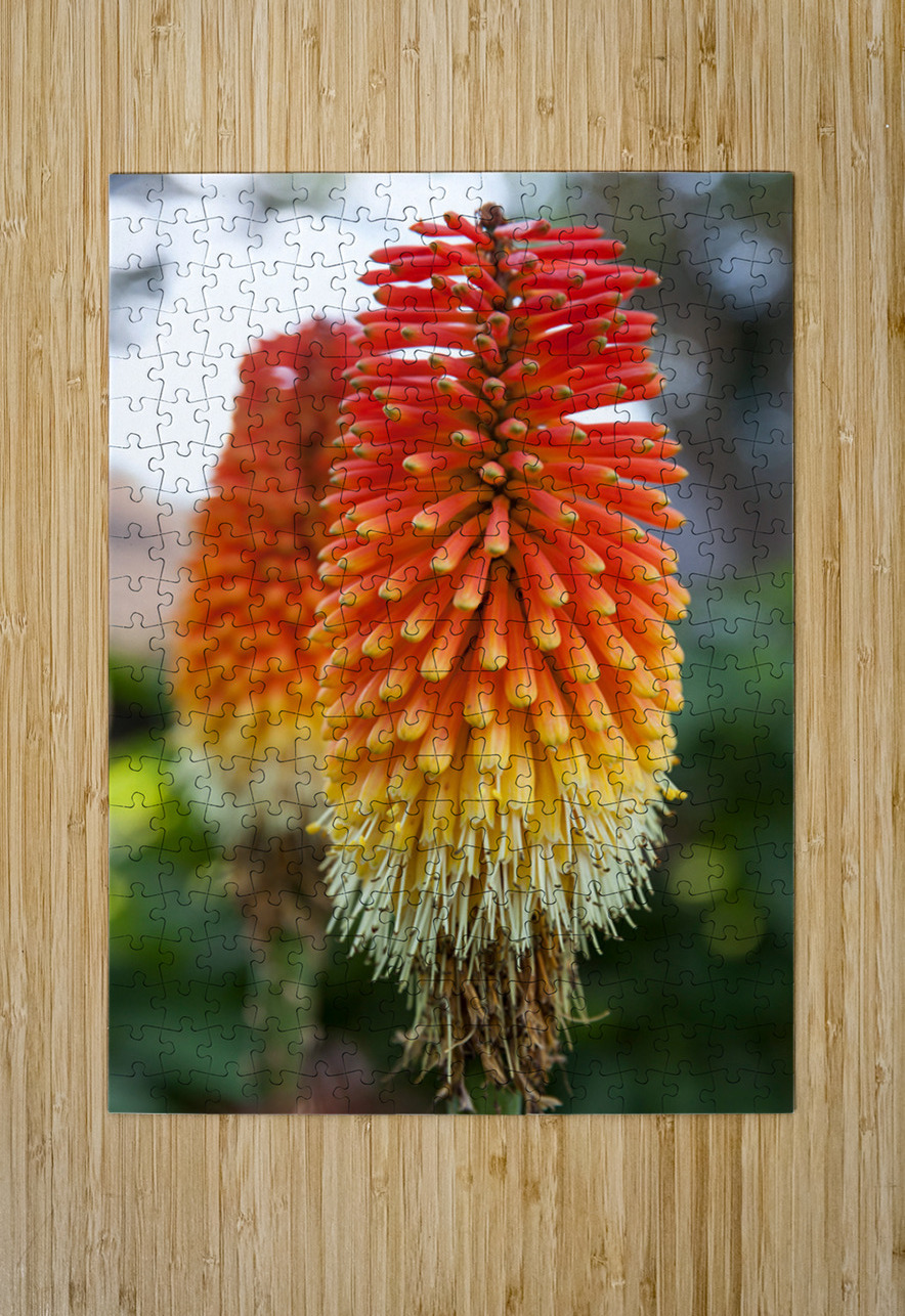 Fire Dance Bloom Chirag Pandya Puzzle printing