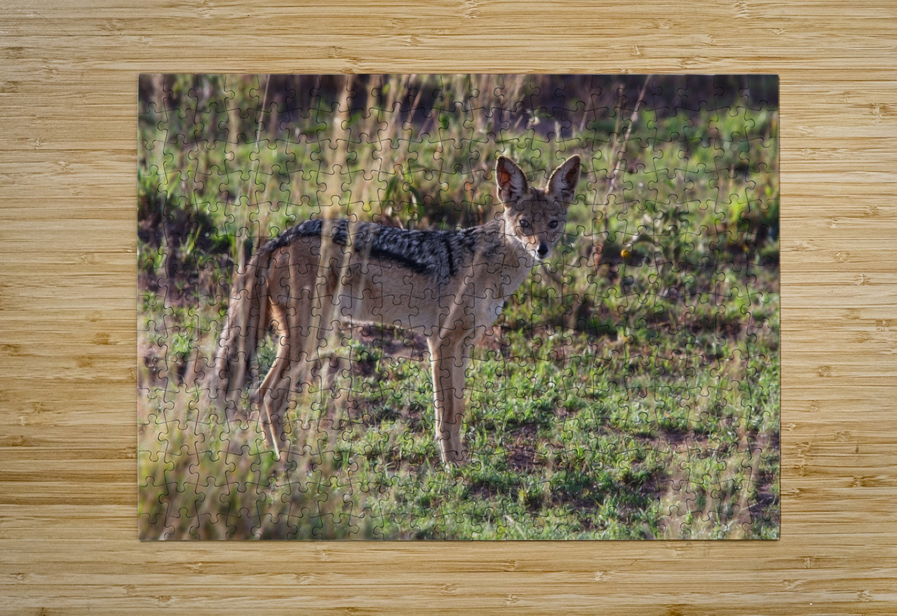 Black-Backed Jackal Chirag Pandya Puzzle printing