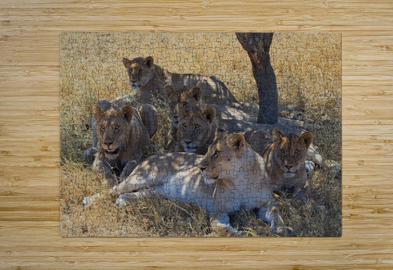 Pride at Rest Chirag Pandya Puzzle printing