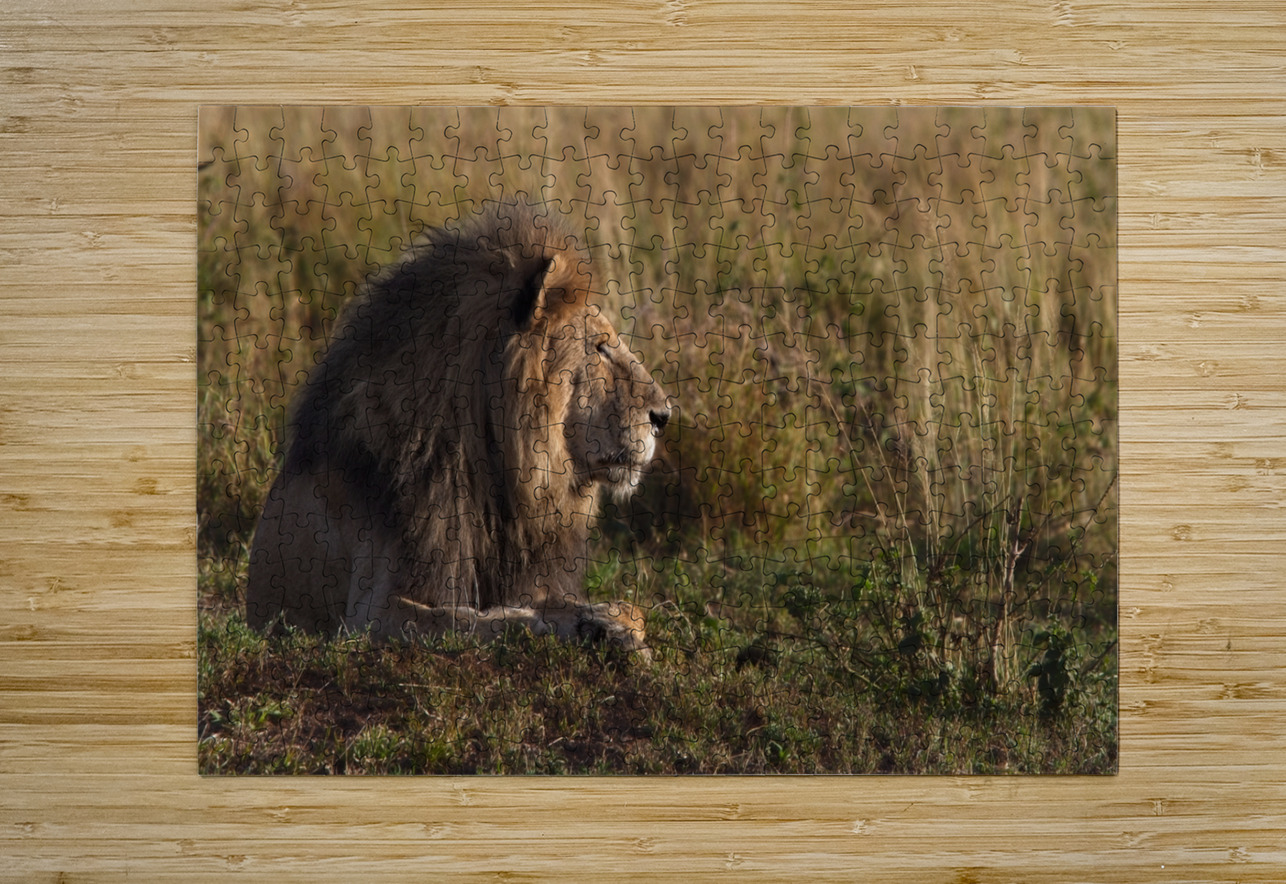 Lion in Evening Light Chirag Pandya Puzzle printing