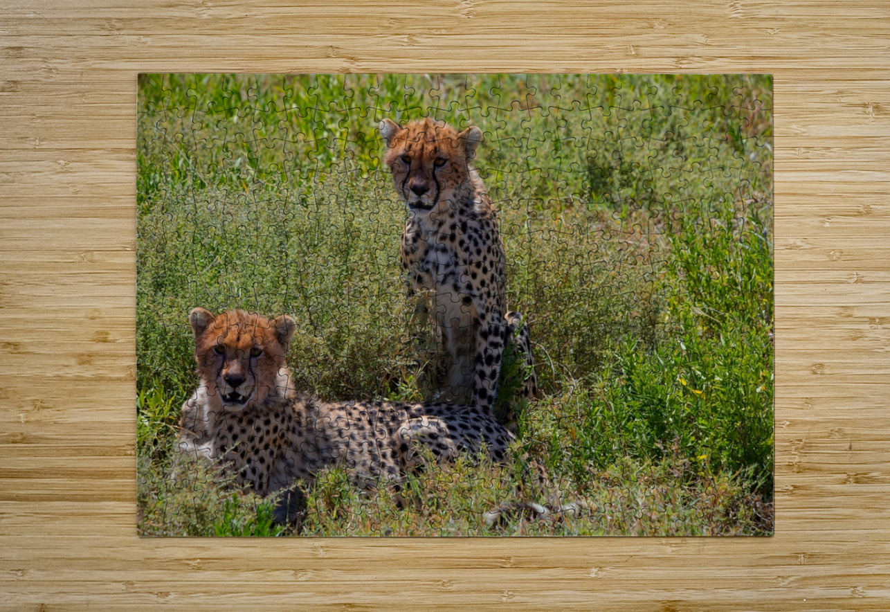 Cheetah Siblings at Rest Chirag Pandya Puzzle printing