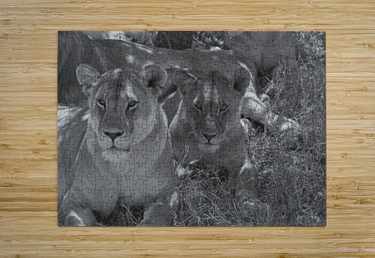 Sisters of the Savannah Chirag Pandya Puzzle printing