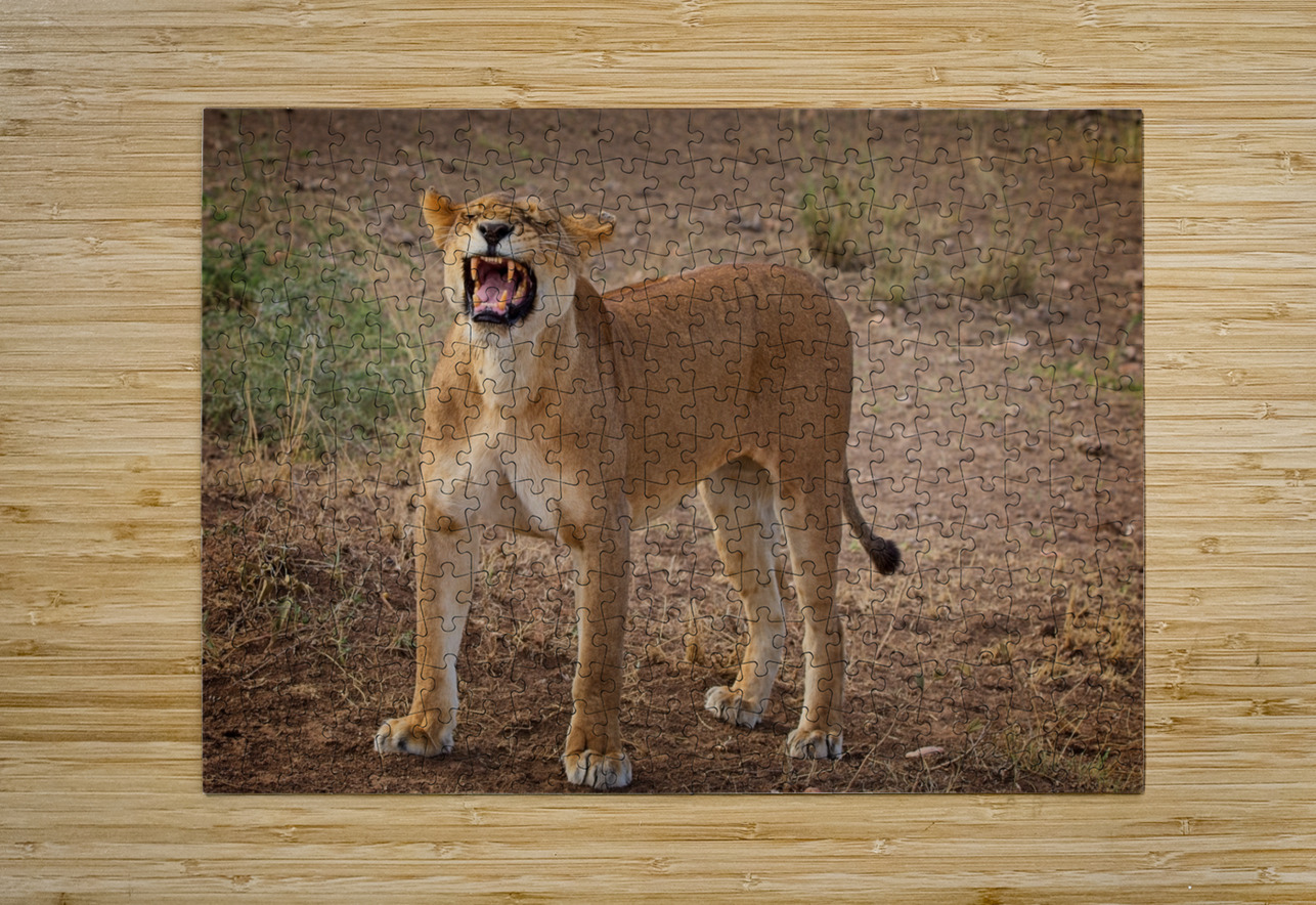 Roar of the Morning Chirag Pandya Puzzle printing