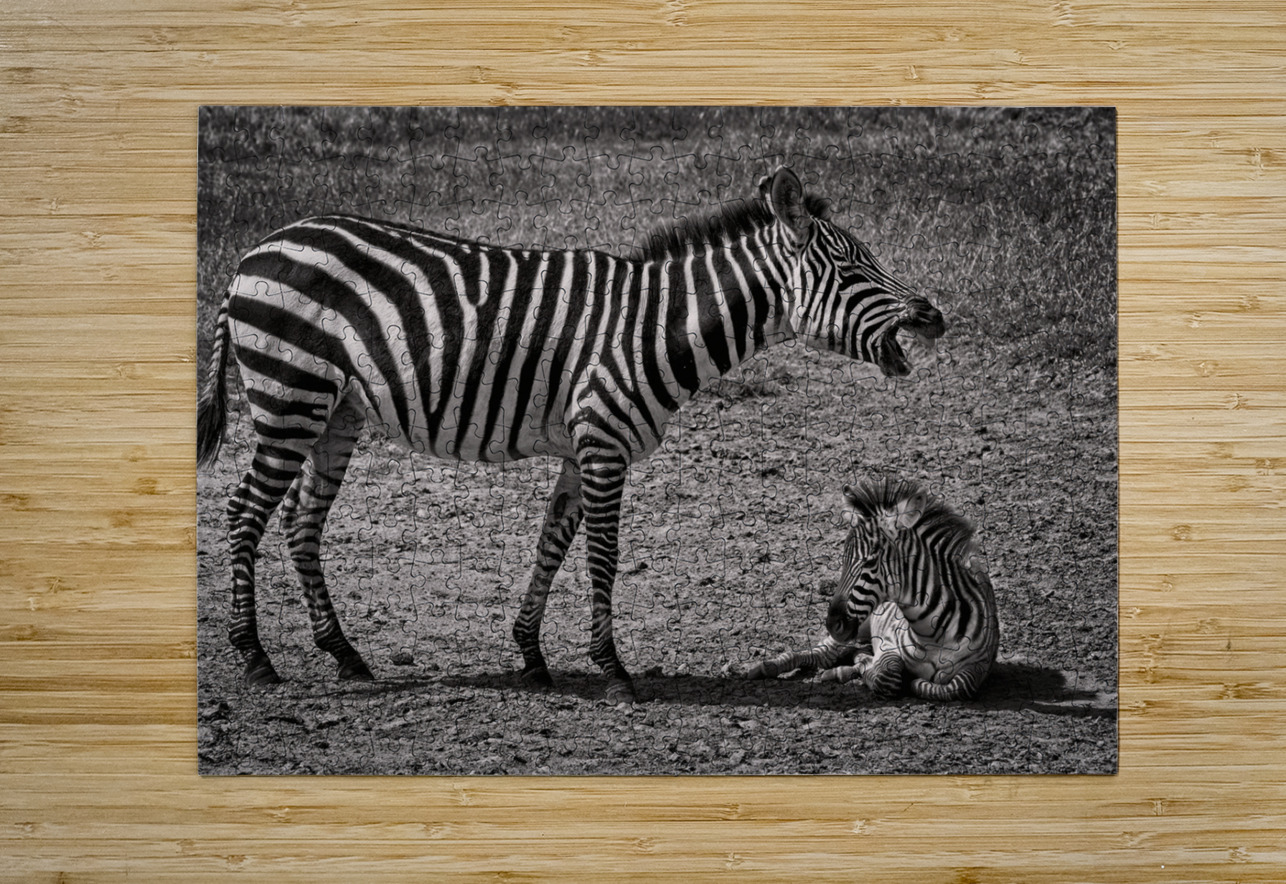 Zebras at Rest Chirag Pandya Puzzle printing