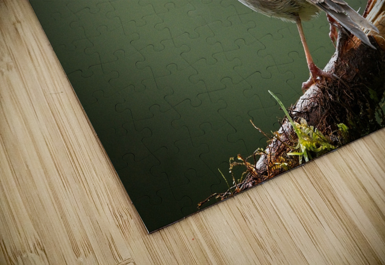 Perched in the Green Mist Chirag Pandya Puzzle