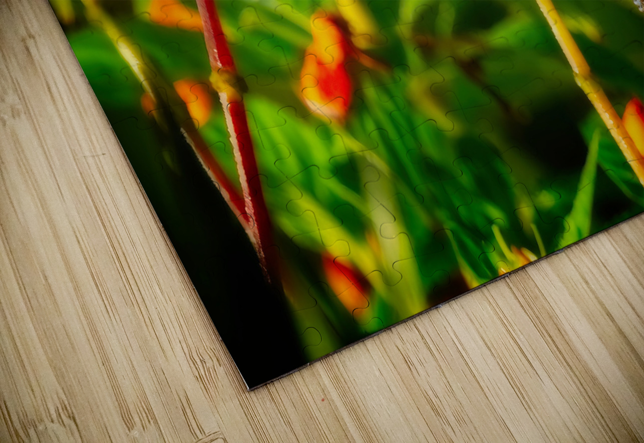 Sunlit Garden Glow Chirag Pandya Puzzle