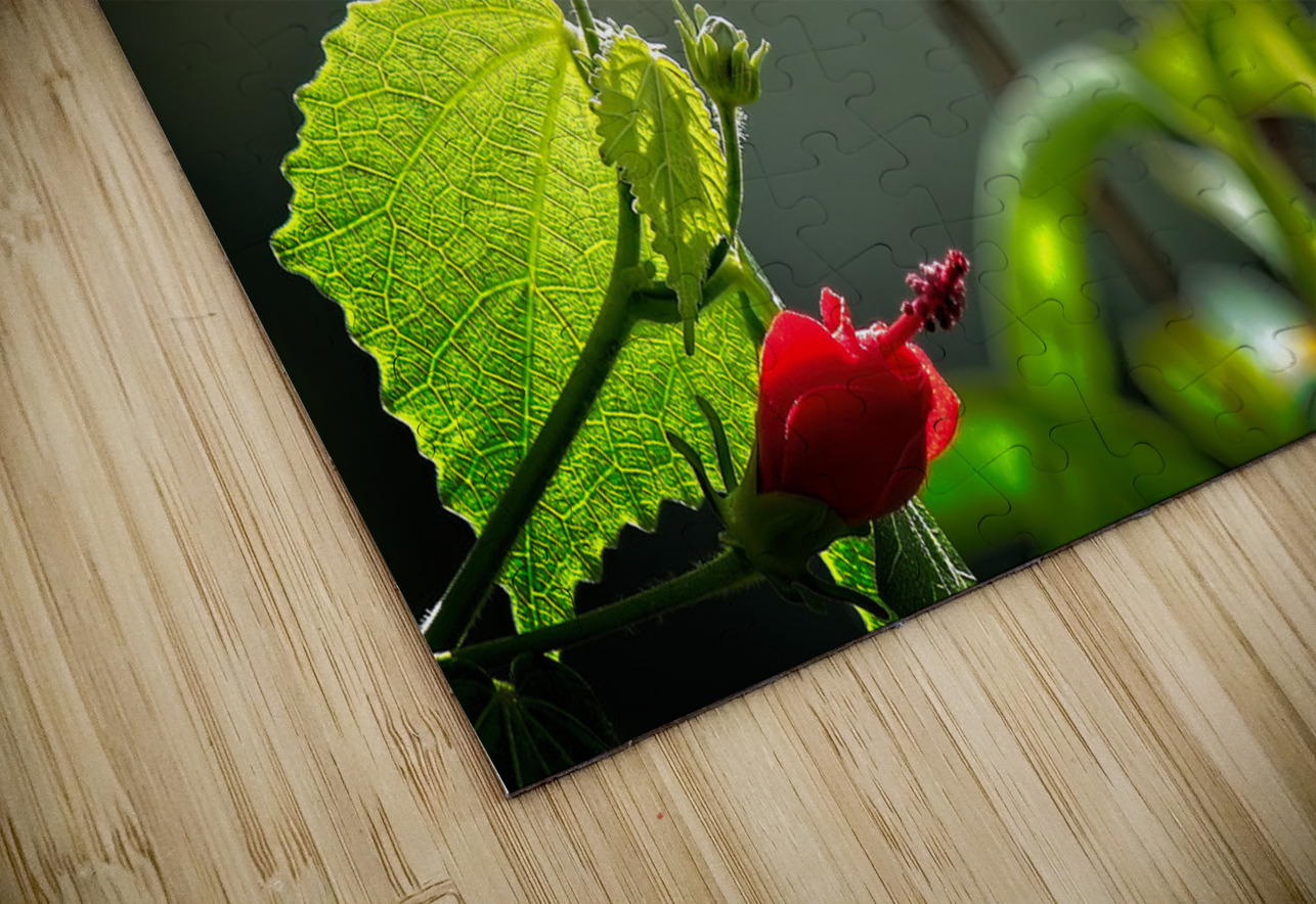 The Nectar Dancer Chirag Pandya Puzzle