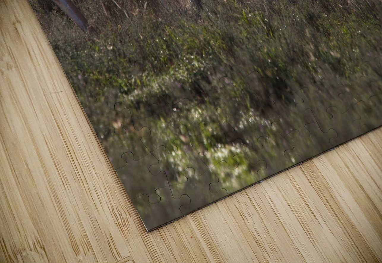 Impala Clash Chirag Pandya Puzzle