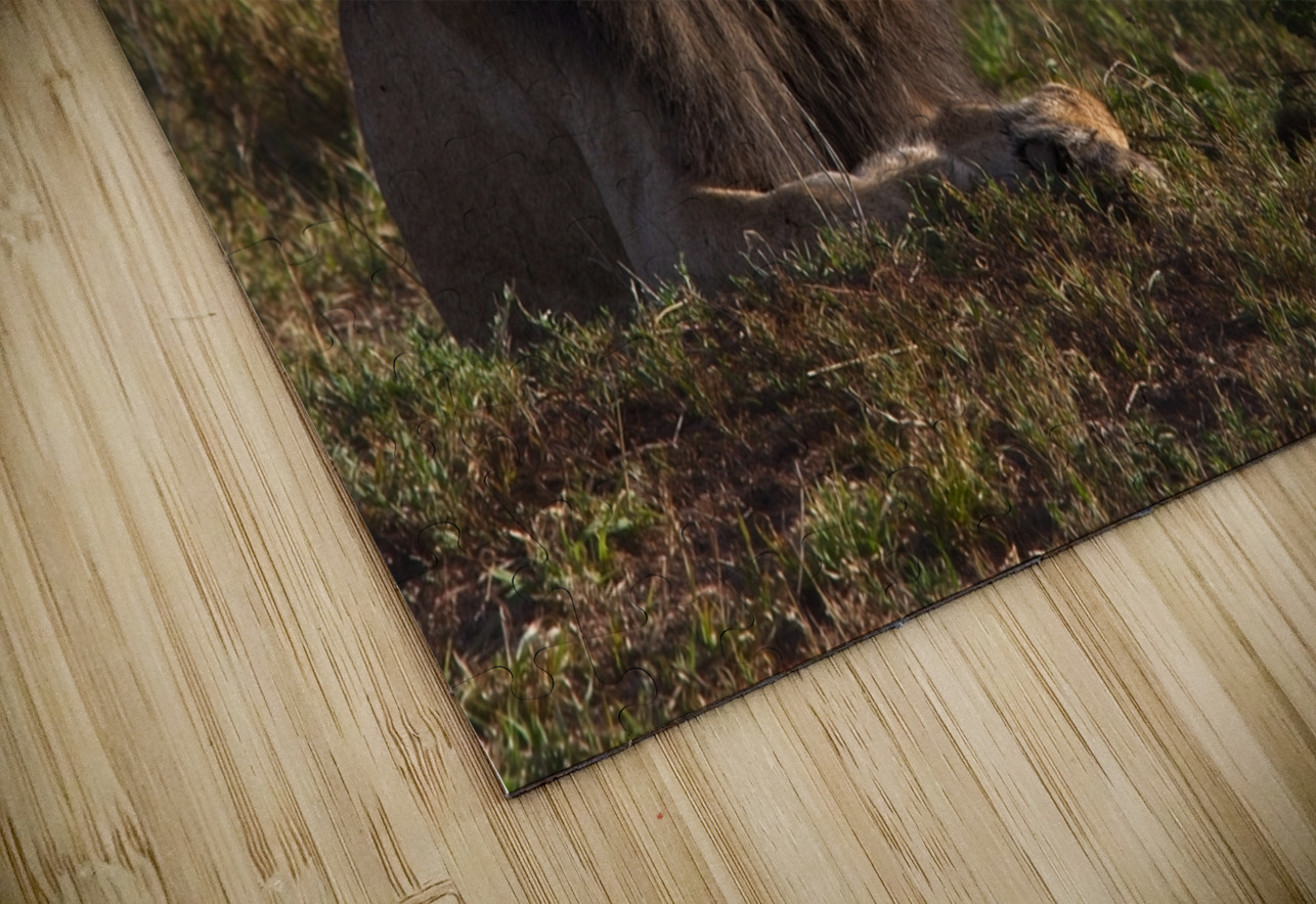 Lion in Evening Light Chirag Pandya Puzzle