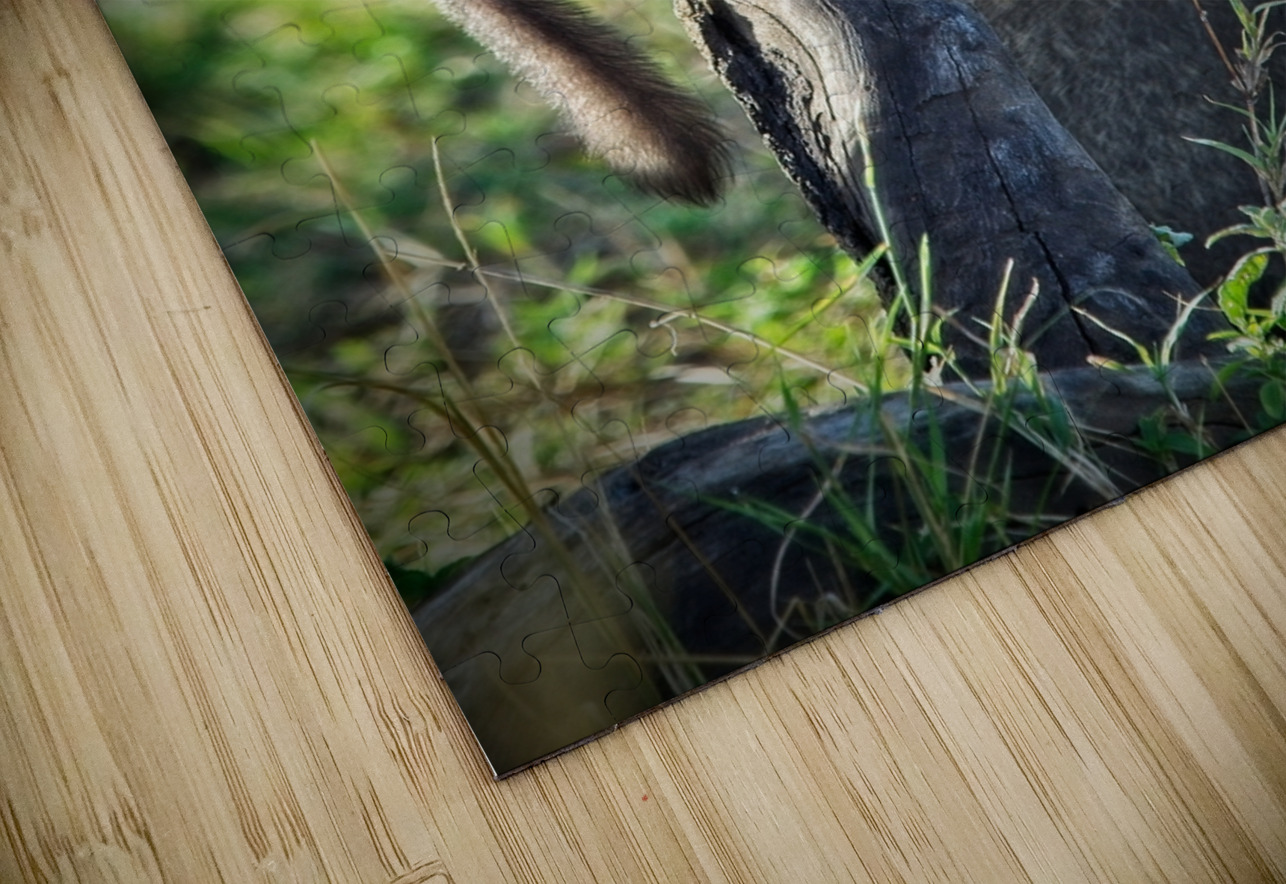 Little Leader Chirag Pandya Puzzle