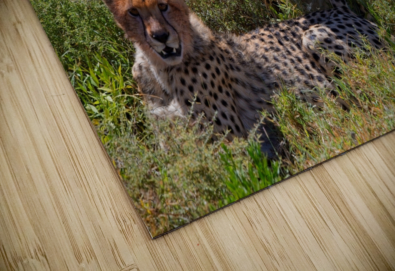 Cheetah Siblings at Rest Chirag Pandya Puzzle