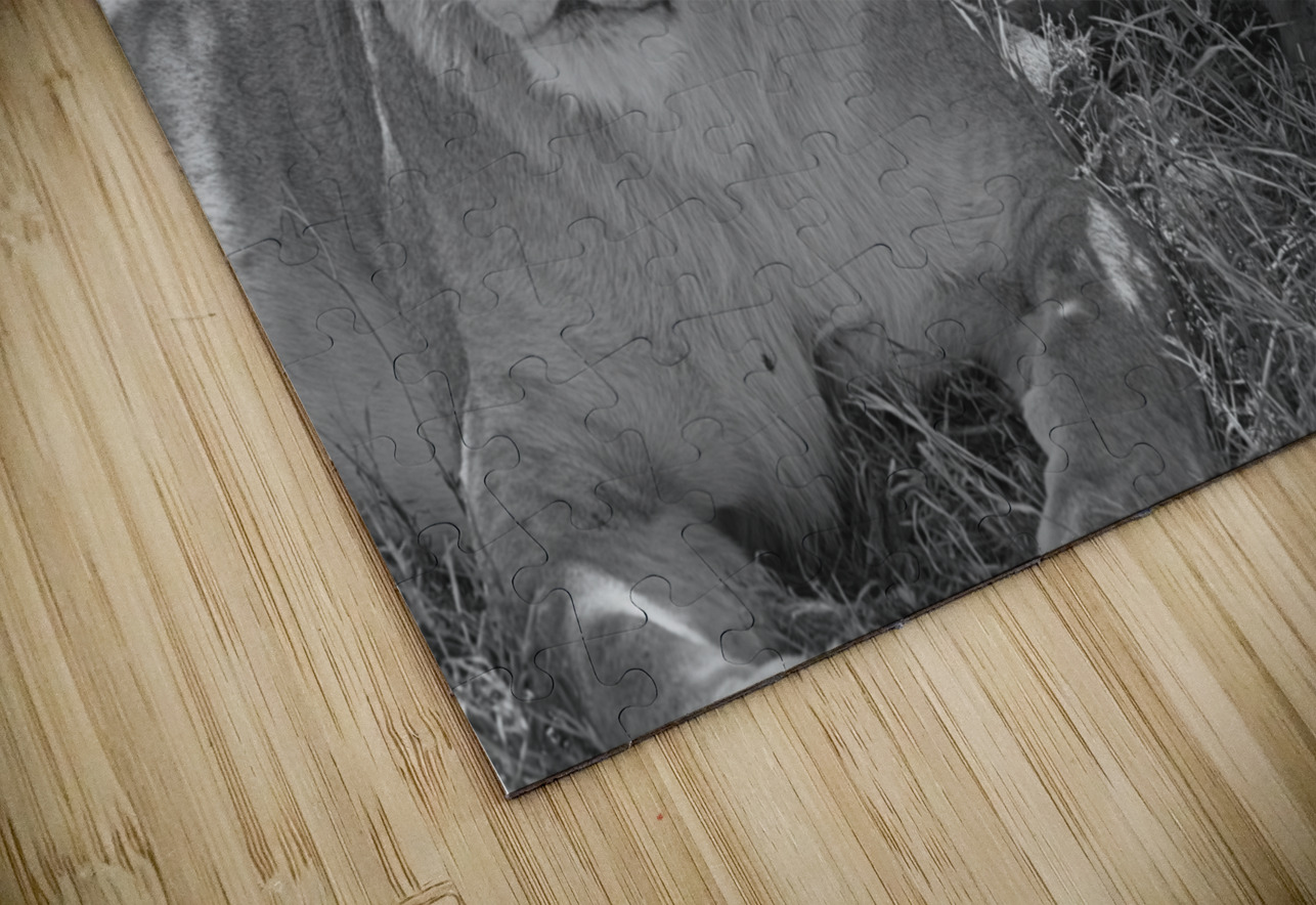 Sisters of the Savannah Chirag Pandya Puzzle