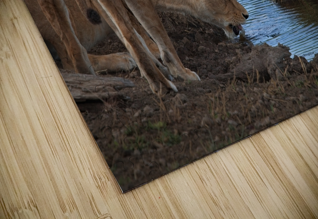 Waterfront Curiosity Chirag Pandya Puzzle