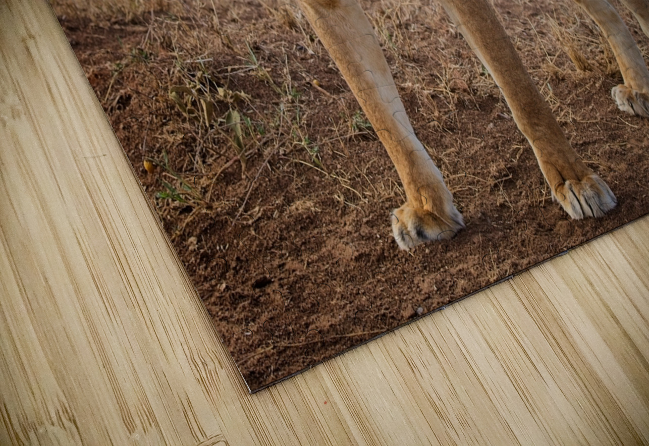 Roar of the Morning Chirag Pandya Puzzle