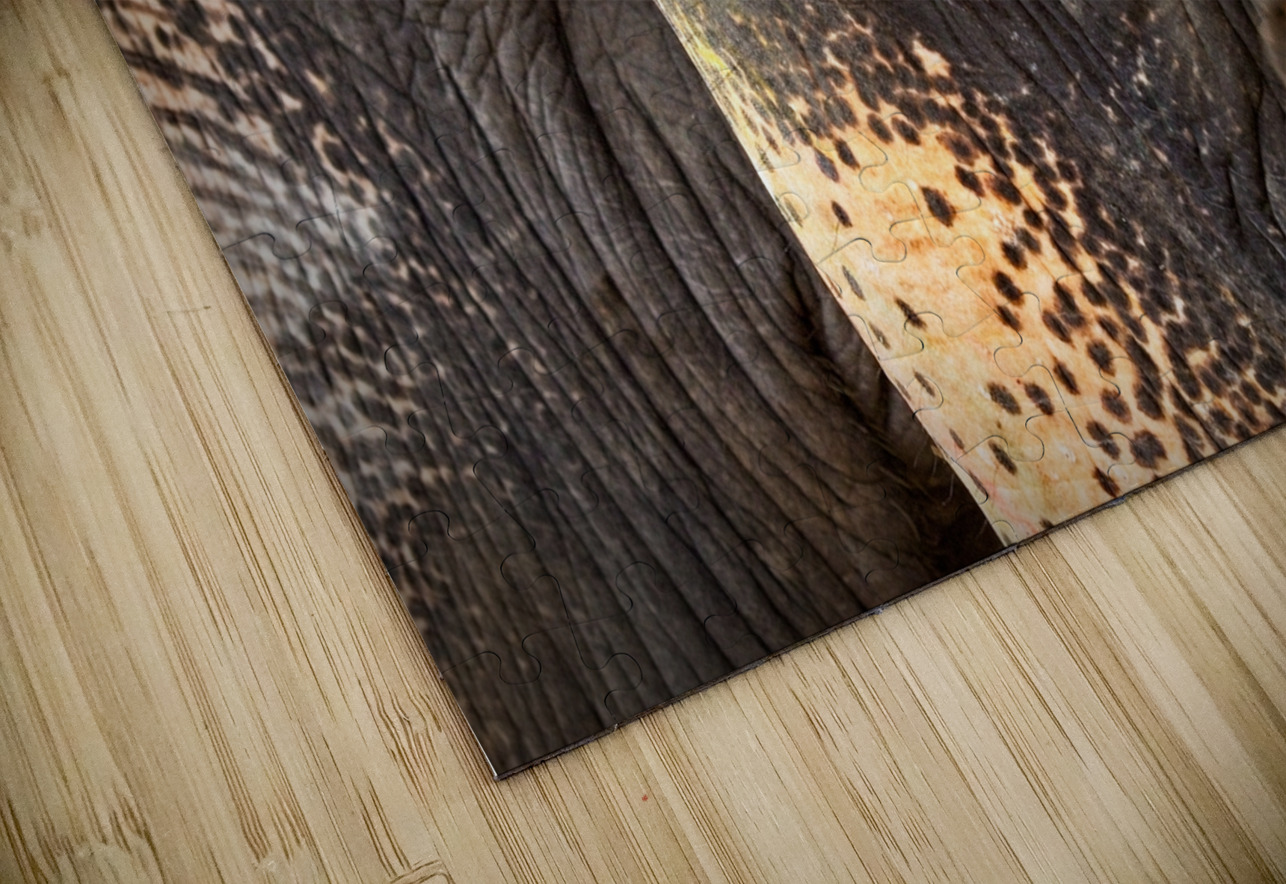 Ancient Companions Chirag Pandya Puzzle