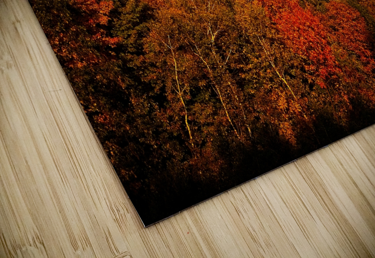 Golden Hour in the Treetops Chirag Pandya Puzzle