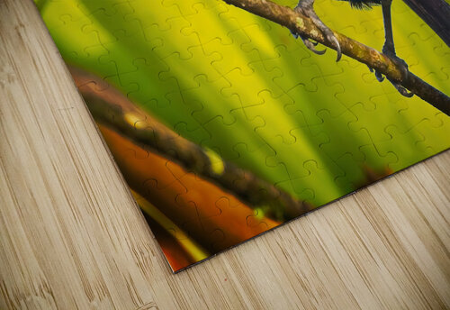 Skyfire Starling Chirag Pandya puzzle