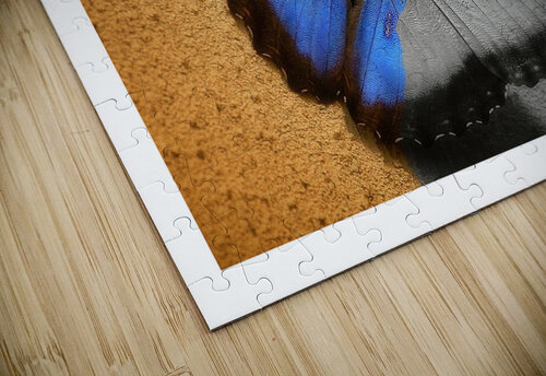 Blue Wing Beauty Chirag Pandya puzzle