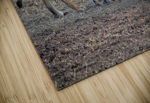 Mother’s Nudge Chirag Pandya puzzle