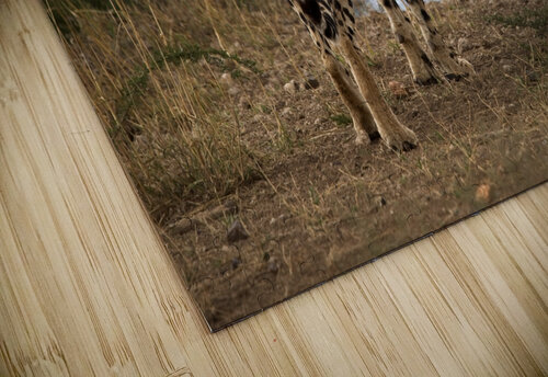 Cheetah by the Water Chirag Pandya puzzle