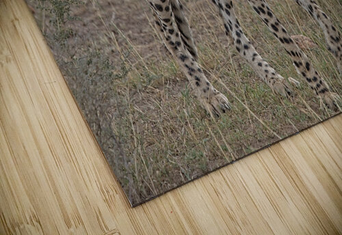 Cheetah on Patrol Chirag Pandya puzzle