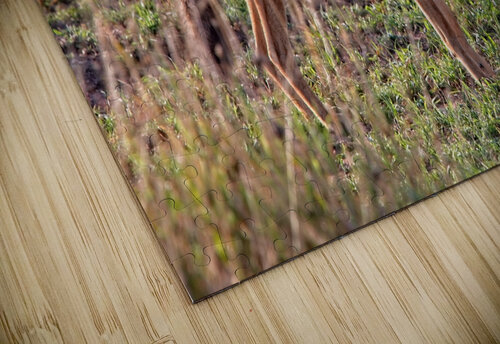 Silent Watcher of the Plains Chirag Pandya puzzle