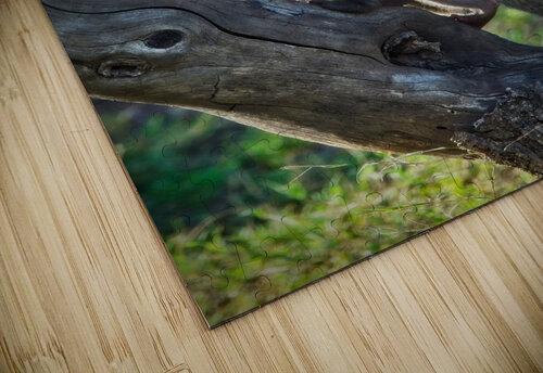 Mother’s Hold Chirag Pandya puzzle