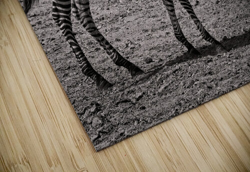 Zebras at Rest Chirag Pandya puzzle