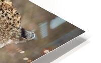 Cheetah Portrait HD Metal print