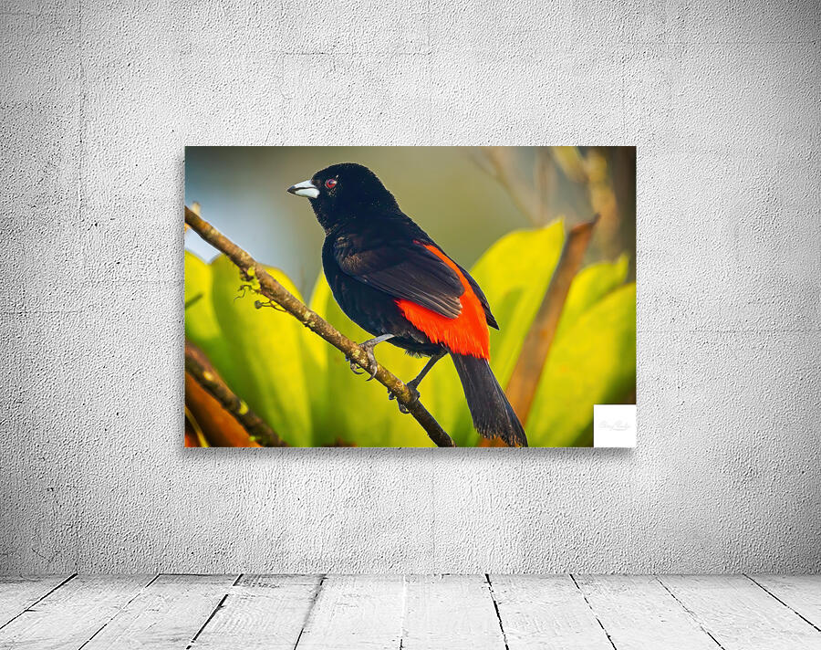 Skyfire Starling Wall Preview