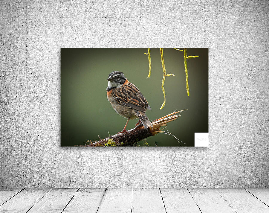 Perched in the Green Mist Wall Preview