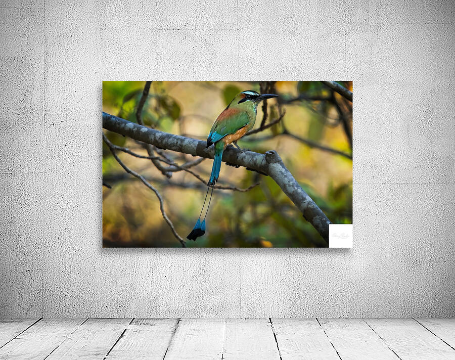 Tropical Whisper Wall Preview