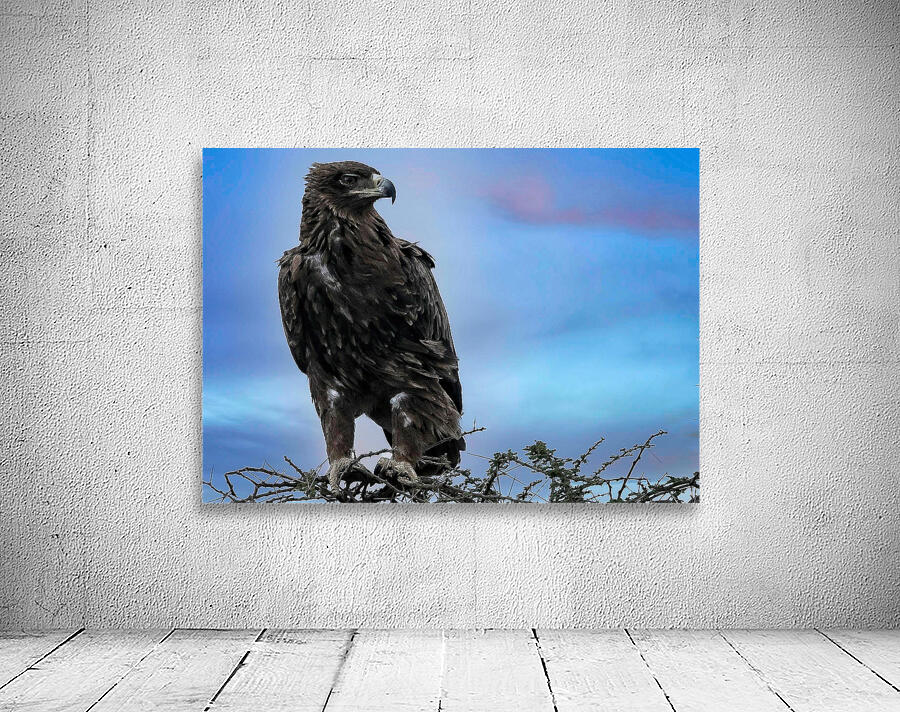 Sky Monarch Wall Preview