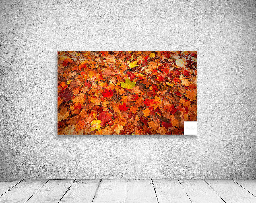 Autumn’s Golden Standout Wall Preview