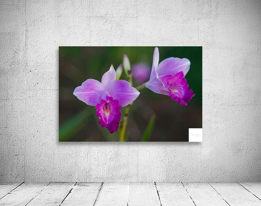 Purple Orchid Pair Wall Preview