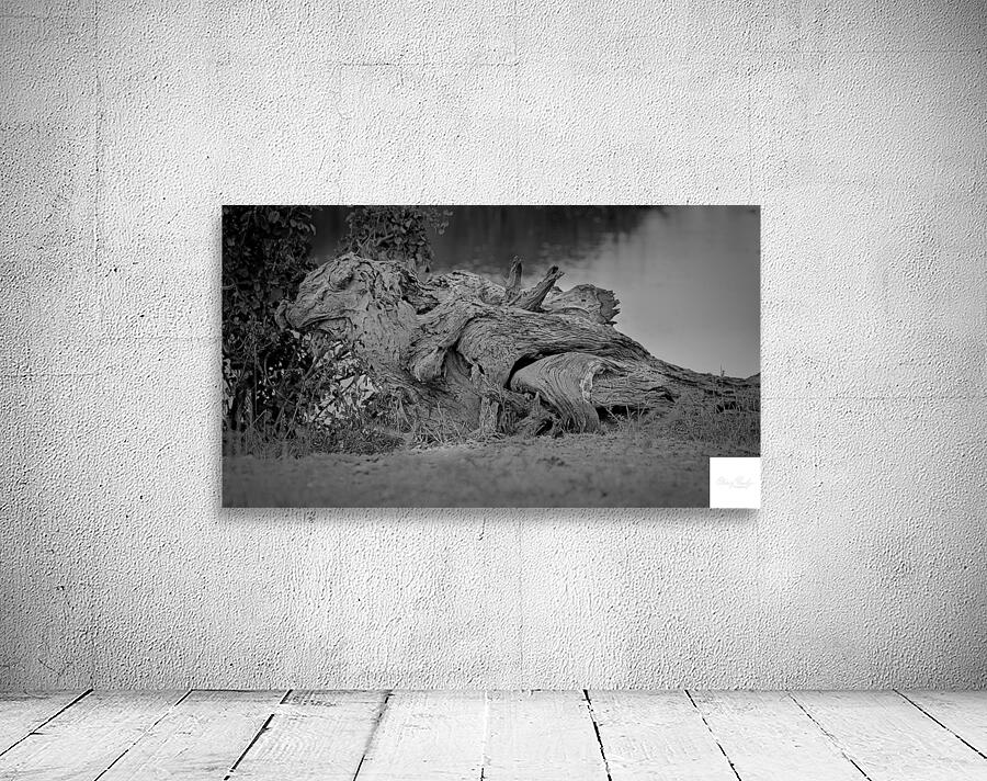 Nature’s Driftwood Sculpture Wall Preview