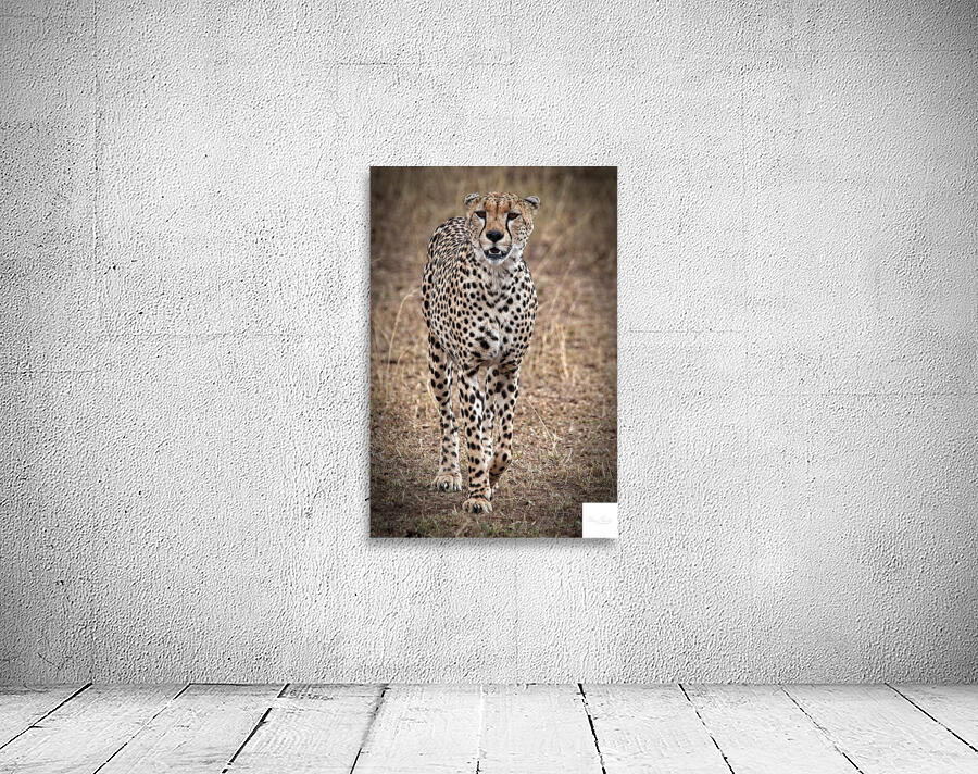 Cheetah Walk Wall Preview