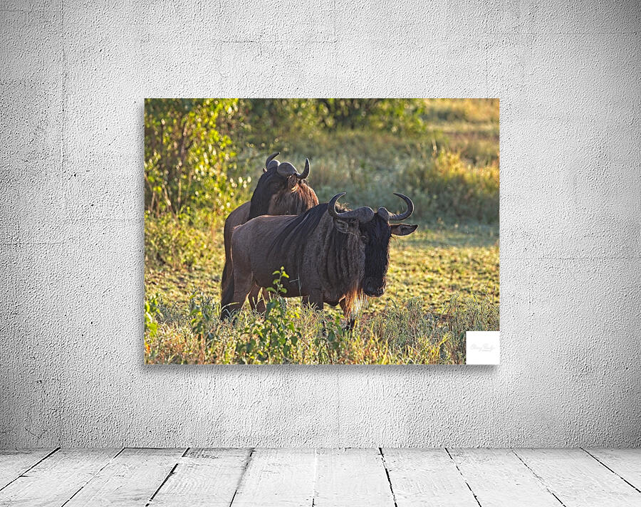 Wildebeest Pair Wall Preview