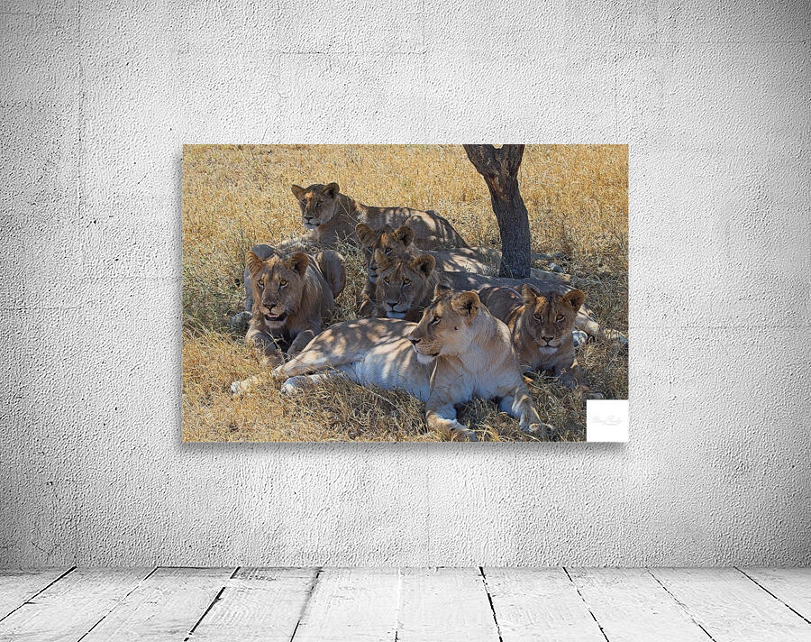 Pride at Rest Wall Preview