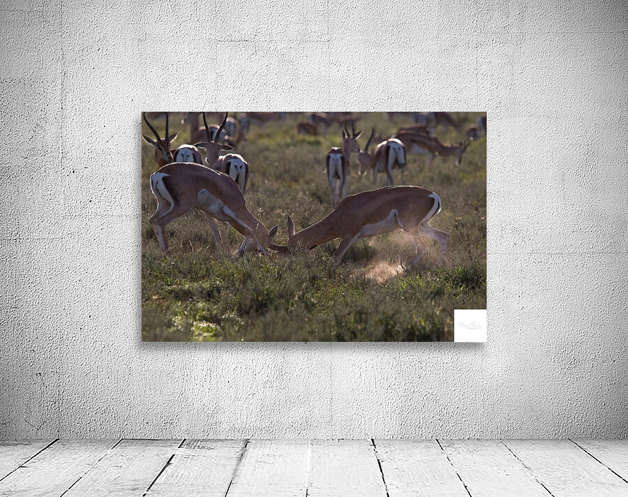 Impala Clash Wall Preview