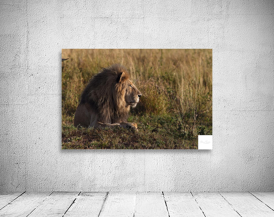 Lion in Evening Light Wall Preview