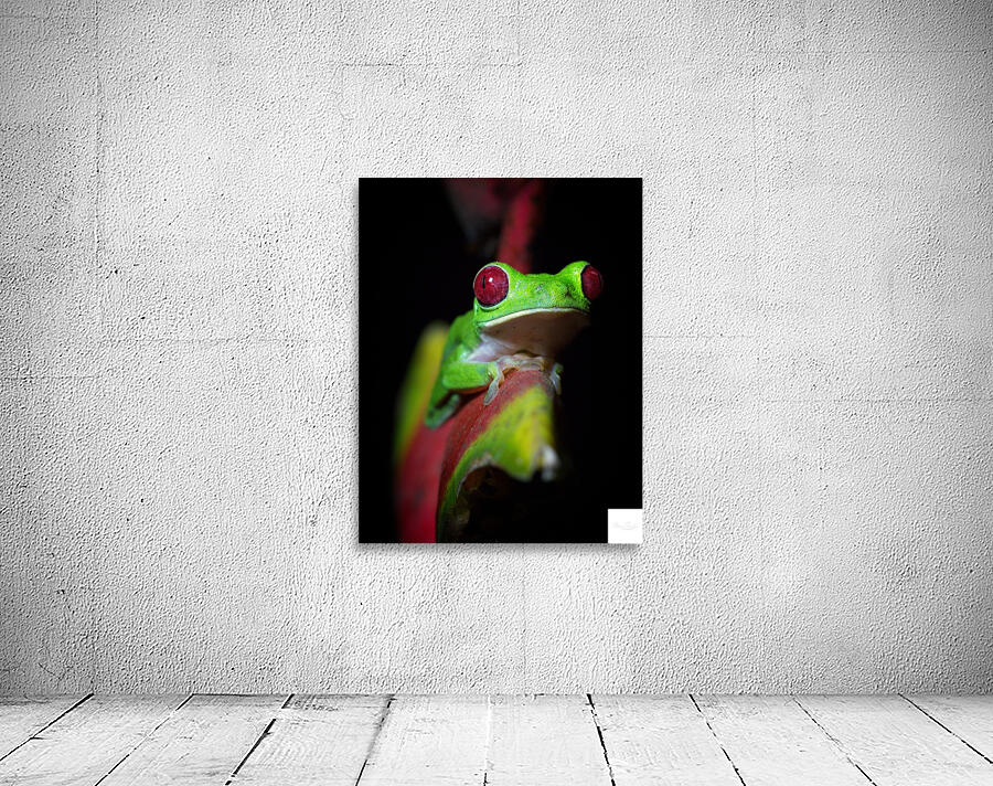 Red-Eyed Tree Frog Wall Preview