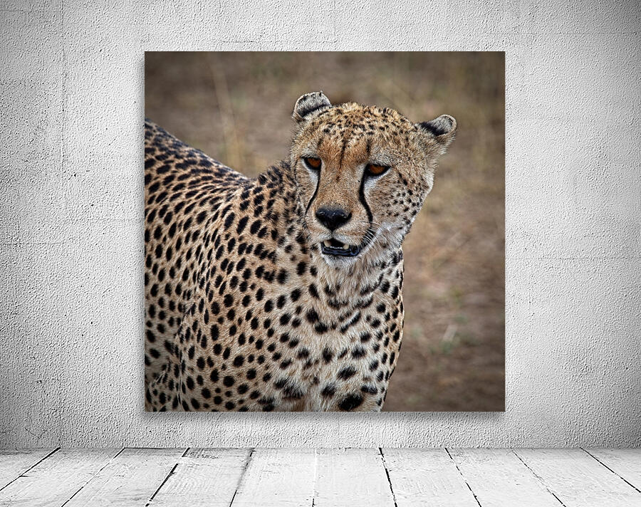Cheetah Portrait Wall Preview