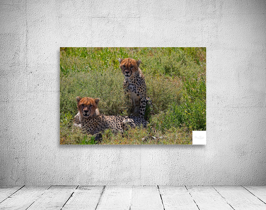 Cheetah Siblings at Rest Wall Preview