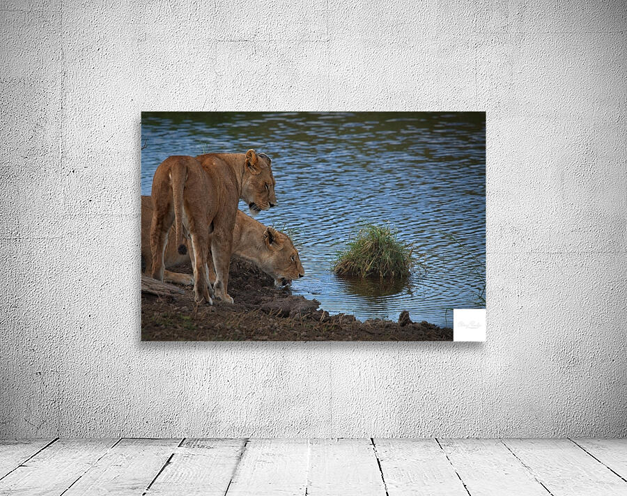 Waterfront Curiosity Wall Preview